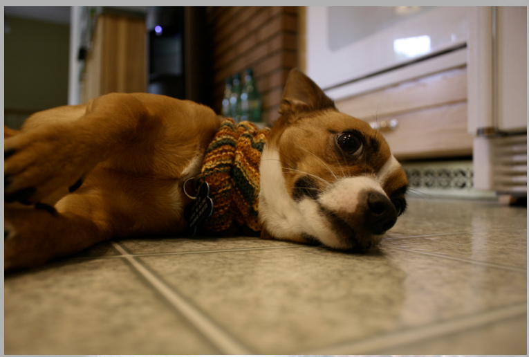 Doggie Baktus Scarf Pattern: A Laceweight Accessory for Small Dogs Inspired by Strikkelise's Original Design pattern preview